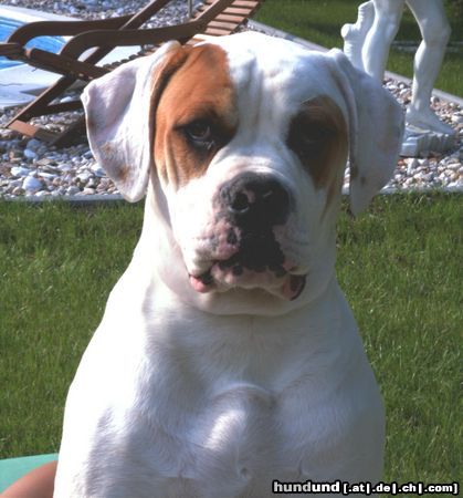 American Bulldog