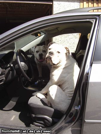 American Bulldog Amigo & Nora