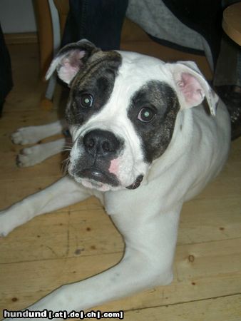 American Bulldog wo bleibt mein Kommando??