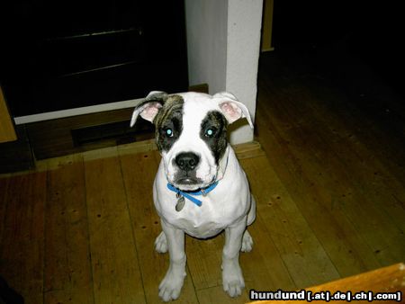 American Bulldog Angel