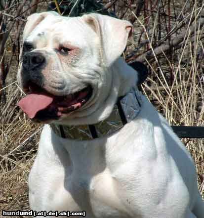 American Bulldog North Viking's Bossy Babe