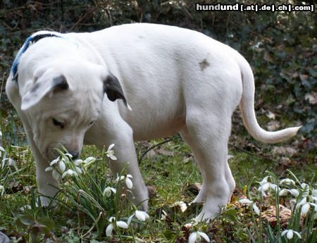 American Bulldog Frühlingserwachen..