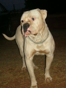 American Bulldog White Bull's Chester