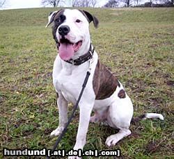 American Bulldog Bodo ist fast erwachsen