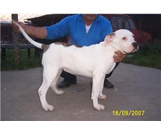 American Bulldog Bella