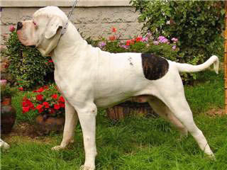 American Bulldog Bulli