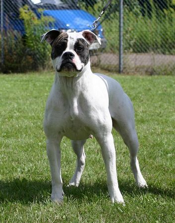 American Bulldog Silver-Moon-Bull´s Dark Angel