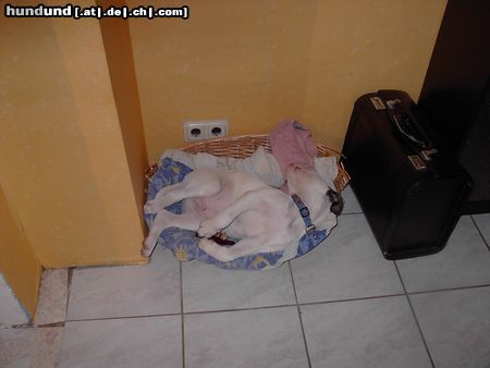 American Bulldog ohne Worte