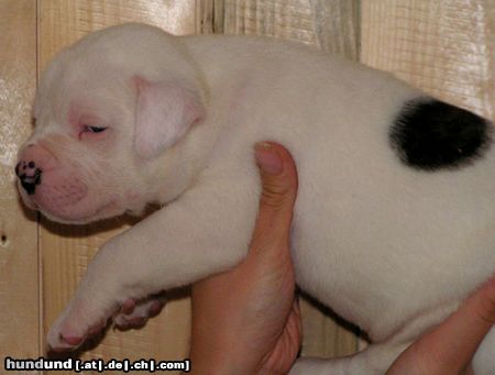 American Bulldog Efe als Baby