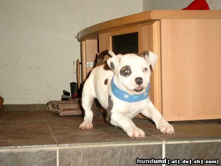 American Bulldog Unsere Joy mit 9 Wochen