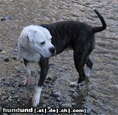 American Bulldog Unsere alte Helga