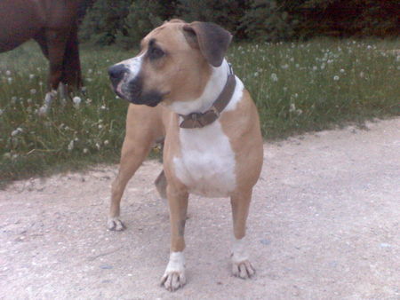 American Bulldog Aisha 