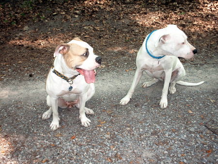 American Bulldog mit freundin (dogo argentino)