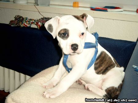 American Bulldog Unsere Joy mit 9 Wochen