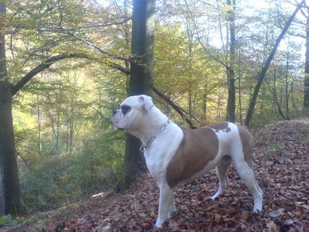 American Bulldog Woody Allen