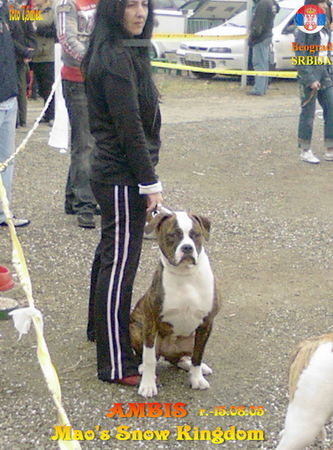 American Bulldog ambis