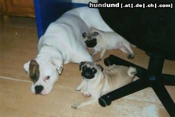 American Bulldog White Bull´s Miracle