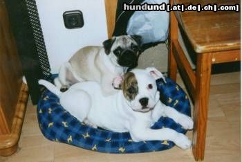 American Bulldog White Bull´s Miracle