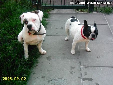 American Bulldog Joy und Mabel 