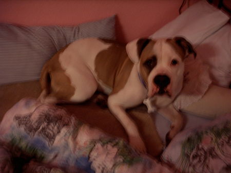 American Bulldog im bett = )