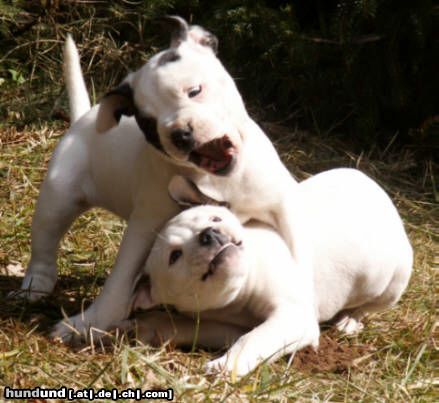 American Bulldog zwei ganz Wilde