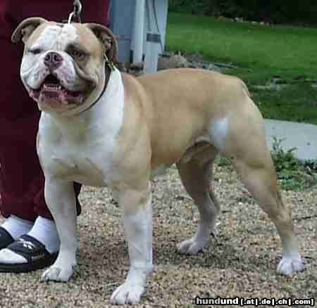 American Bulldog KMK's King Mufassa