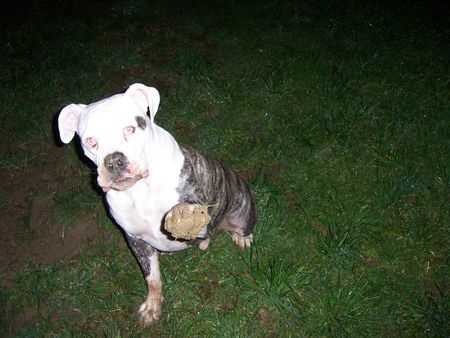 American Bulldog winke winke