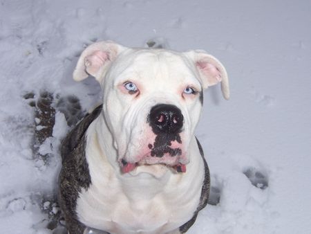 American Bulldog the Blue