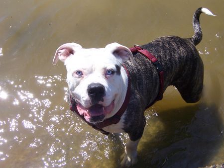 American Bulldog mein wasser