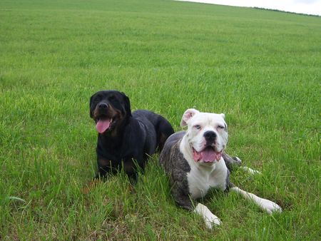 American Bulldog mit freundin Tyra