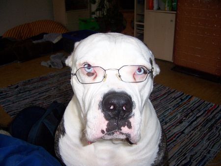 American Bulldog Badenixen