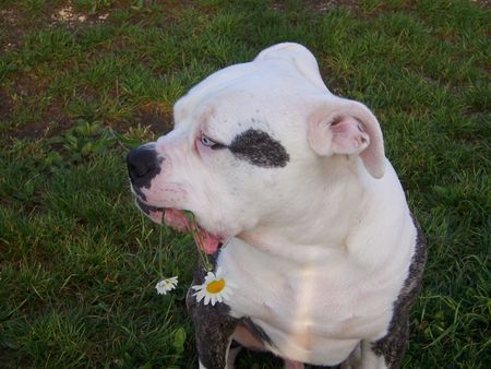 American Bulldog Badenixen