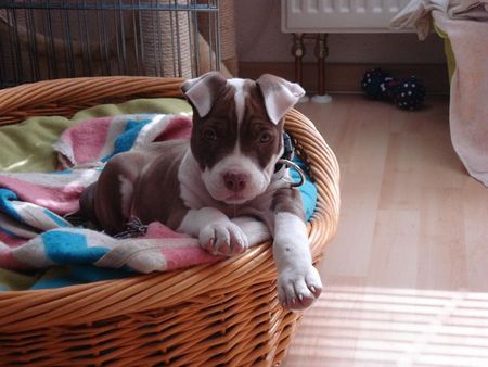 American Bulldog hallo