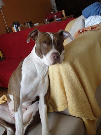 American Bulldog Nicki wurde nur 1,4Jahre. Ruhe in Freiden :(