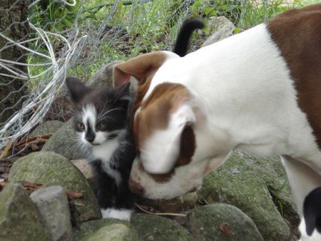 American Bulldog Babykater Capome und Bulldog-Mix Nicki