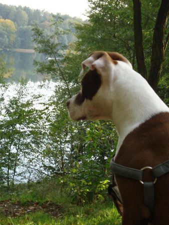 American Bulldog Nicki(BulliMix) am Liebnitzsee