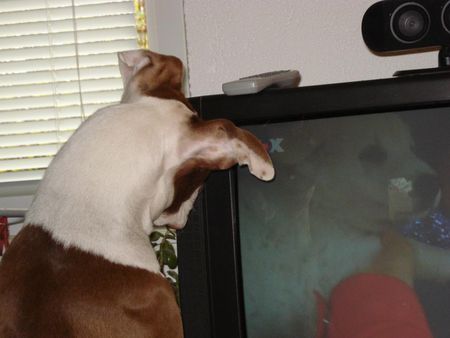 American Bulldog Nicki guckt TV