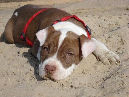 American Bulldog Nicki am Strand