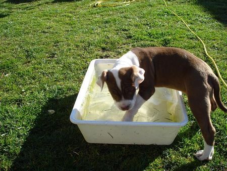 American Bulldog Nicki erster Wasserkontakt mit 11 wochen