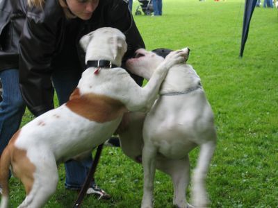 American Bulldog Kira spielt