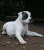 American Bulldog Hund