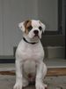 American Bulldog Hund