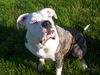 American Bulldog Hund