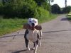 American Bulldog Hund