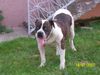 American Bulldog Hund