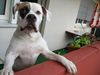 American Bulldog Hund