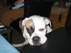 American Bulldog Hund