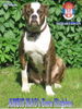 American Bulldog Hund