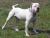 American Bulldog Hund