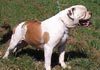 American Bulldog Hund